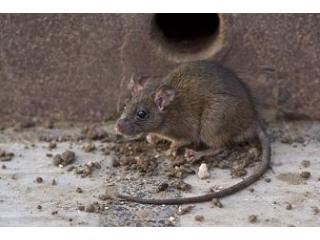 Termite Control Phoenix - Arizona Pest Solutions