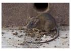 Termite Control Phoenix - Arizona Pest Solutions