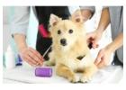 Affordable Pet Health Grooming in HITEC City