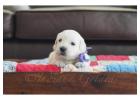 English Golden Retriever Puppies - Gentle, Loyal & Ready for Adoption 