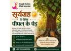 Suryagrah Ke Liye Peepal Ke Ped 