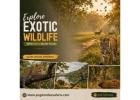 Explore Exotic Wildlife with India Safari Tours