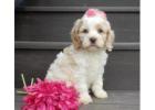Cavapoo Puppies Reputable Breeders Ohio 