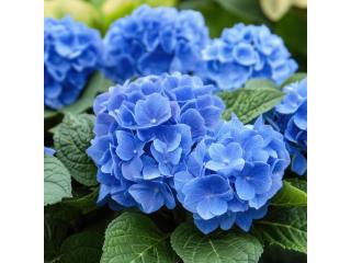 Nikko Blue Hydrangea Flowering Shrubs for Shade Gardens