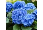 Nikko Blue Hydrangea Flowering Shrubs for Shade Gardens