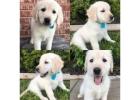 Golden Retriever Puppies Near Tennessee - Well-Socialized & Healthy Puppies Nearby 