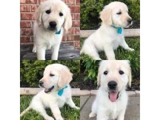 Golden Retriever Puppies Near Tennessee - Well-Socialized & Healthy Puppies Nearby