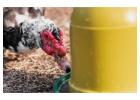 Boost Crop Yields with Smarter Irrigation Water Treatment