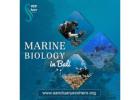 Marine biology in Bali