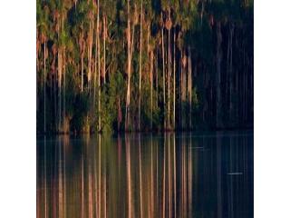 Tambopata National Reserve Packages – Wildlife Jungle Tours | Tree House Inn