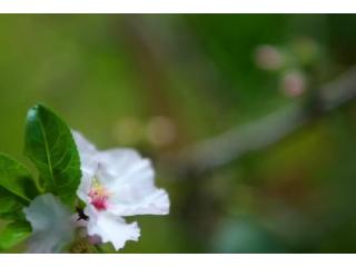 Gentle Mind Support – Natural Emotional Care Options