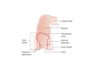 Understanding the Rectum and Anal Canal: Functions, Symptoms, and Common Conditions