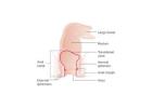 Understanding the Rectum and Anal Canal: Functions, Symptoms, and Common Conditions