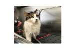 The Importance Of Professional Cat Grooming In Burbank