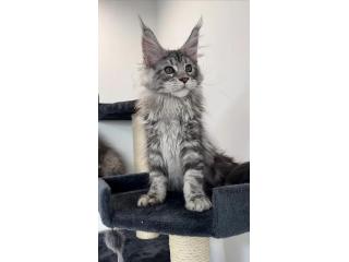 Maine Coon Kittens For Sale - Quality-Bred, Healthy & Ethically Raised