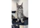 Maine Coon Kittens For Sale - Quality-Bred, Healthy & Ethically Raised
