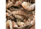 Fresh Seafood Colossal Shrimp for Sale