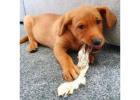 Natural Dog Treats & Chews UK