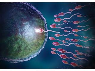 Understanding IVF Steps: A Guide to the IVF Treatment Process