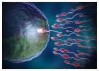 Understanding IVF Steps: A Guide to the IVF Treatment Process