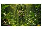Plant Based Supplements | Nutraceutical Products | Golden Ratio