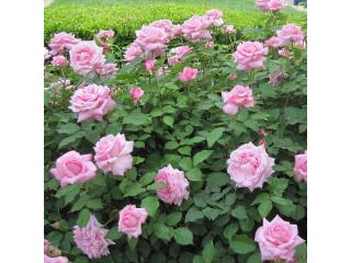 Belinda Dream Rose Shrub for Beautiful Gardens