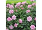 Belinda Dream Rose Shrub for Beautiful Gardens