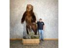 Brown Bear Life‑Size Taxidermy Mount for Sale  .