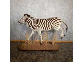 African Zebra Taxidermy Mount for Sale .
