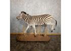 African Zebra Taxidermy Mount for Sale . 