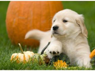 Golden Retriever Puppies Tennessee - Healthy, AKC English Cream Puppies at TriStar Goldens