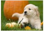 Golden Retriever Puppies Tennessee - Healthy, AKC English Cream Puppies at TriStar Goldens