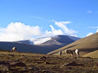 Discover Ladakh’s Hidden Gem- Trekking in Markha Valley