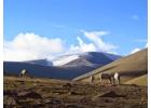 Discover Ladakh’s Hidden Gem- Trekking in Markha Valley