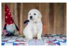 English Cream Golden Retriever Puppies for Sale - Reserve Your Perfect Puppy 