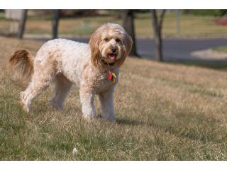 Healthy Goldendoodle Southern California Puppies Available