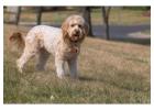 Healthy Goldendoodle Southern California Puppies Available