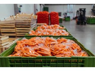 Trusted Frozen Food Freight Services in Australia – Proworld Logistics