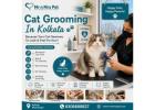 Cat Grooming
