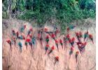Tambopata National Reserve Packages for UK, US & Canada Travelers | Tree House Inn