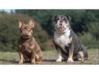 Traumhafte Bulldoggen-Welpen – Jetzt verfügbar!