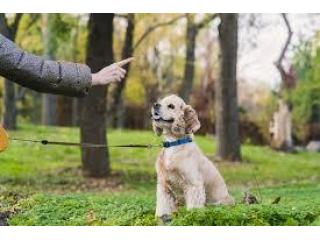 Brain Training for Dogs - Unique Dog Training Course! Easy Sell!