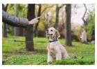 Brain Training for Dogs - Unique Dog Training Course! Easy Sell!