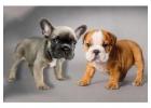 Französische & Englische Bulldoggen – Direkt vom Züchter!