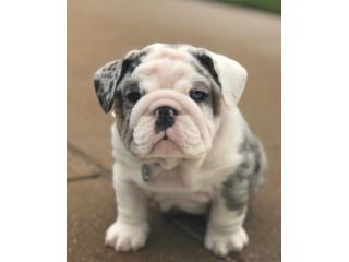 Englische Bulldoggen Welpen Zu Verkaufen – Liebevolle Bulldoggen Für Die Ganze Familie