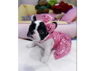 Wunderschöne Englische Bulldoggen Welpen Suchen Ein Neues Zuhause
