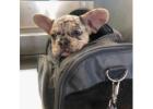 Französische Bulldoggen – Jetzt Ihren Traumwelpen finden!