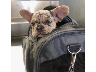 Gesunde & Liebevolle Französische Bulldoggen – Jetzt anfragen!
