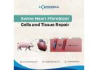 Swine Heart Fibroblast Cells and Tissue Repair 