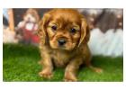 Cavalier King Charles Spaniel Puppies for Sale in the UK